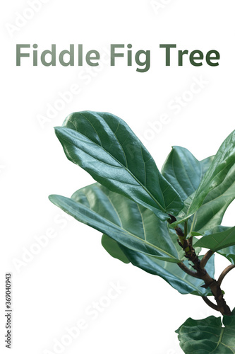house plants air purifying tree on green background with clipping path