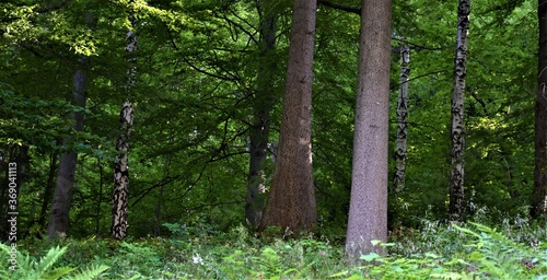 Fototapeta Naklejka Na Ścianę i Meble -  Las w górach 