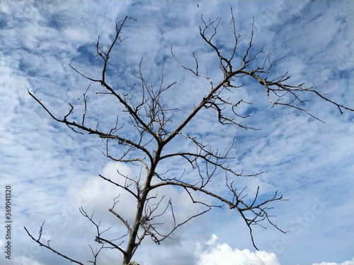 The remains of trees on the beach