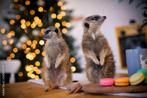 The meerkat or suricate cubs in decorated room with Christmass tree.