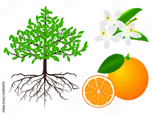 Parts of the plant are orange.