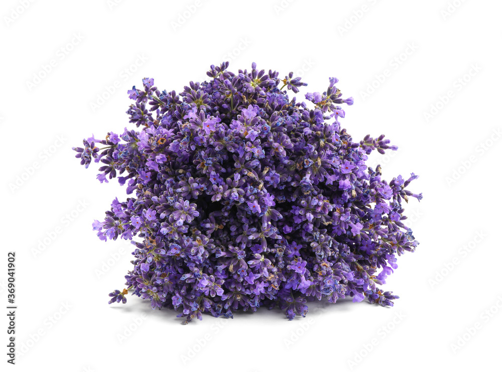 Beautiful blooming lavender flowers on white background Beautiful blooming lavender flowers on white background