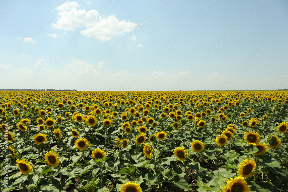 Obraz premium Field of beautiful sunflowers against sky. Summer nature