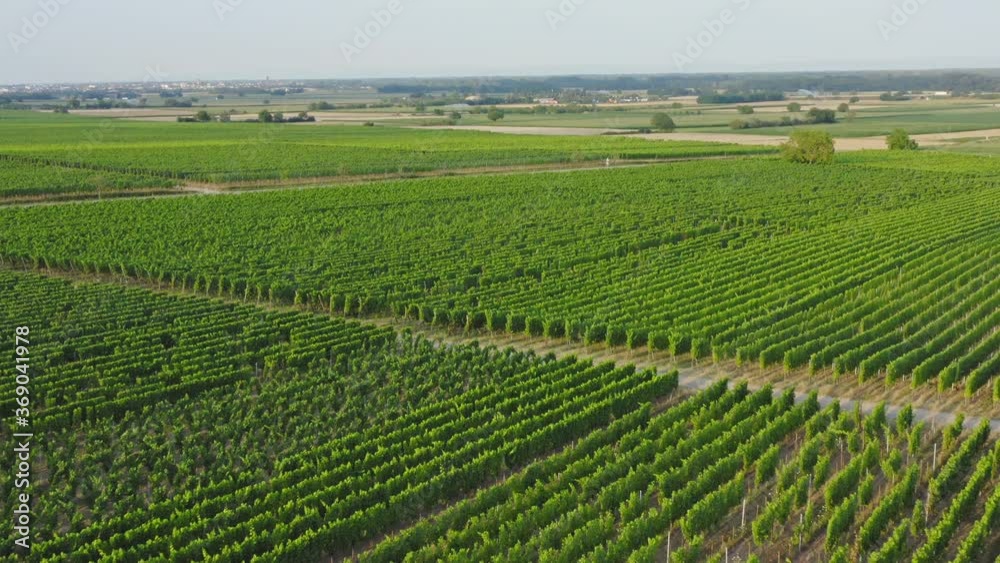 Aerial view of vineyards in Alsace France Aerial view of vineyards in Alsace France