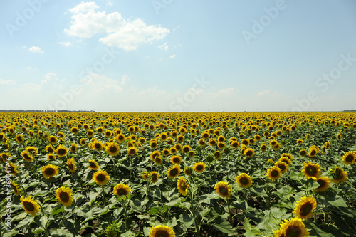 Field of beautiful sunflowers against sky. Summer nature