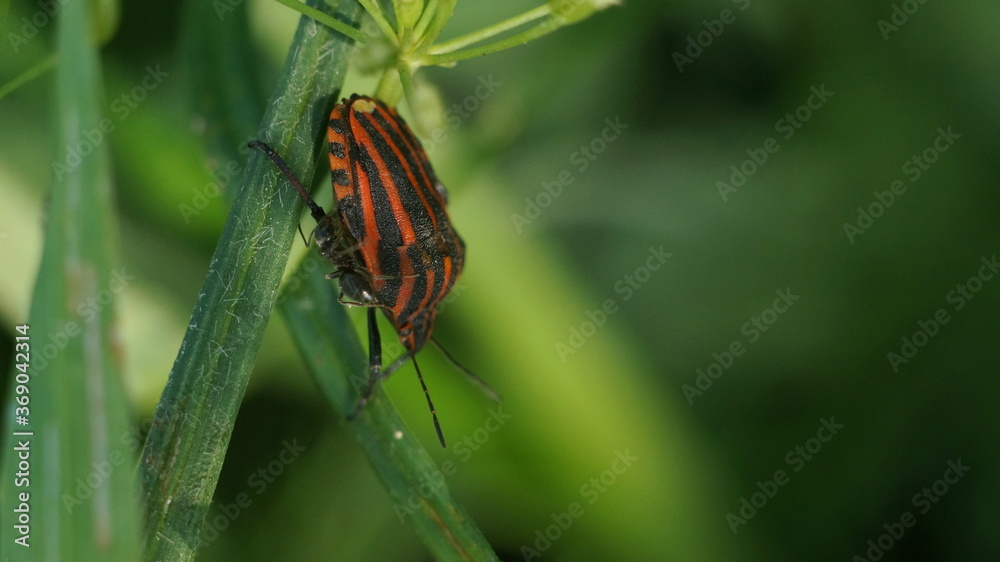 striped bug on a green plant striped bug on a green plant