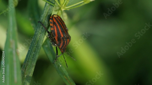 striped bug on a green plant