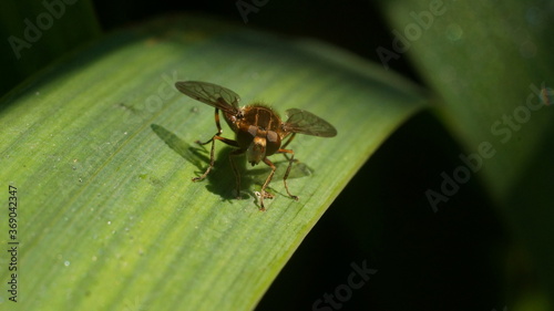 a fly on the surface of a green blade of grass