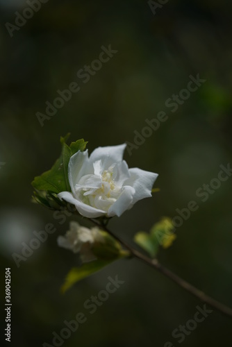 Double-petal, White Flower of Rose of Sharon in Full Bloom  © MasterChefNobu