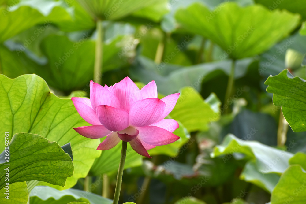 東京上野の不忍池の美しいハスの花