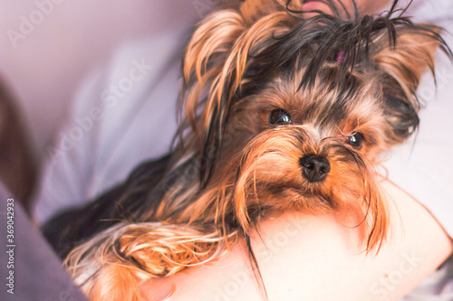 Dog Yorkshire Terrier in the hands of a man, dog puppy looking at the camera, dog muzzle puppy