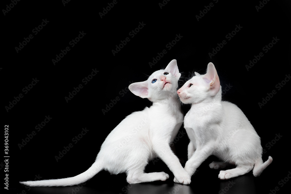 two white oriental kitten isolated over black background