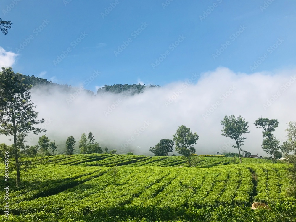 Naklejka premium green tea plantation