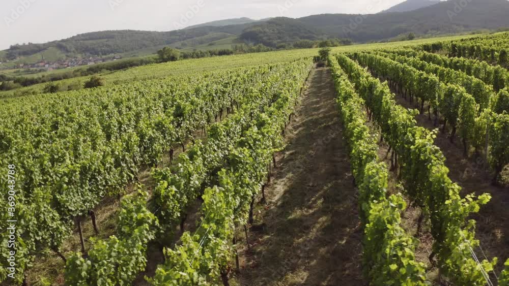 Aerial view of vineyards in Alsace France Aerial view of vineyards in Alsace France