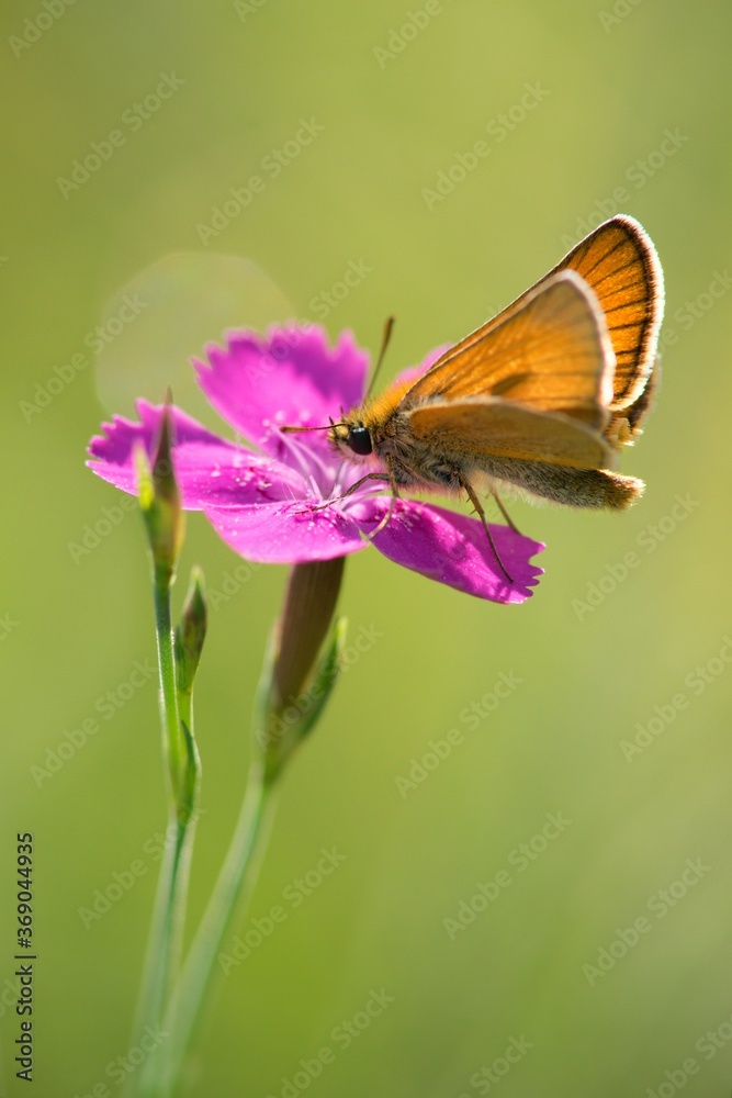 Naklejka premium Brown summer butterfly Ochlodes sylvanus on a summer meadow sitting on a flower.