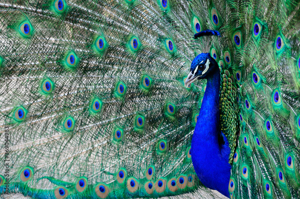 Naklejka premium Le paon