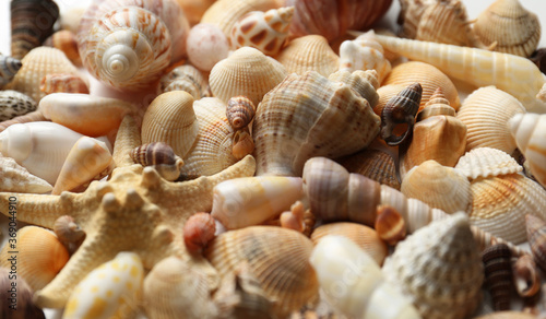 Starfish and beautiful seashells as background, closeup view