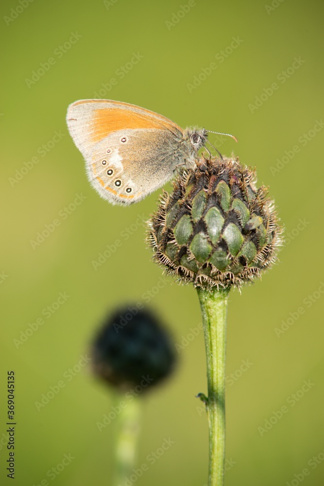 Brown summer butterfly on a summer meadow sitting on a flower. Brown summer butterfly on a summer meadow sitting on a flower.