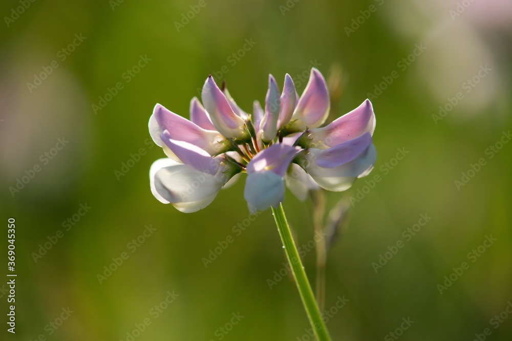 flower of a flower