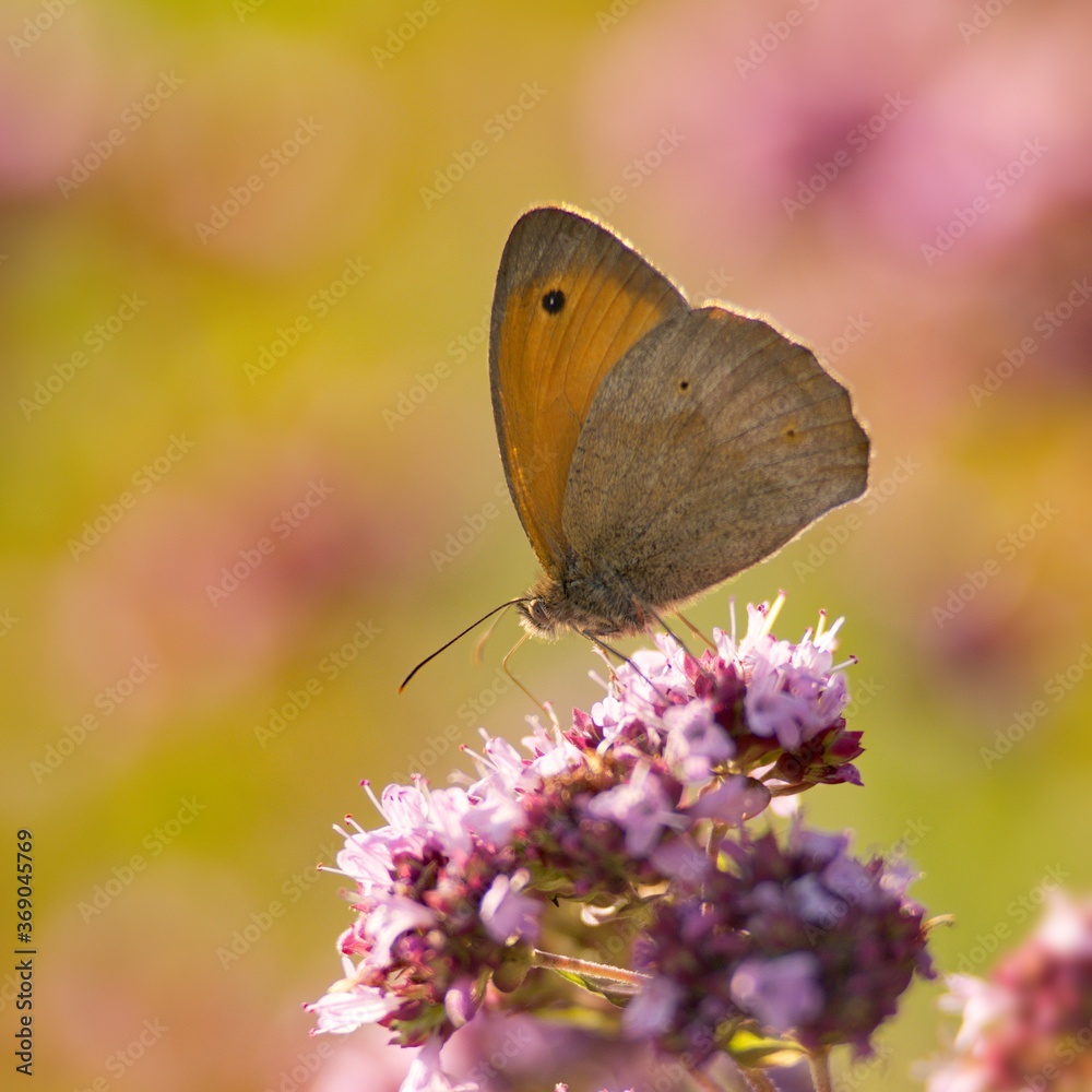Obraz premium Brown summer butterfly on a summer meadow sitting on a flower.