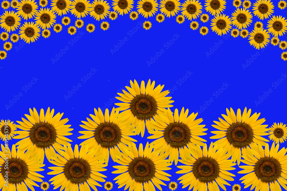 sunflowers on a blue background sunflowers on a blue background