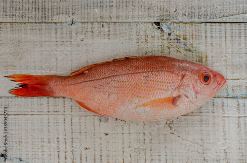 peixe vermelho pequeno photo