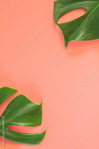 Monstera leafs lay on pink background. Summer background concept.