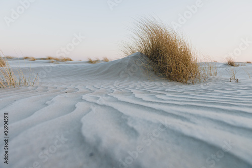 Blades of grass moving in the wind on sandy beach.