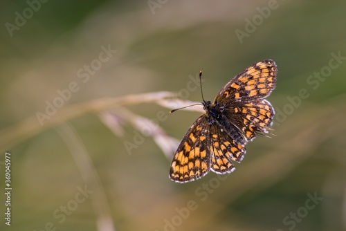 Brown summer butterfly on a summer meadow sitting on a flower.