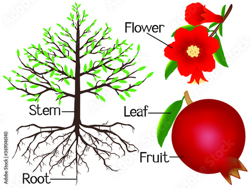 The illustration shows part of the garnet plants.