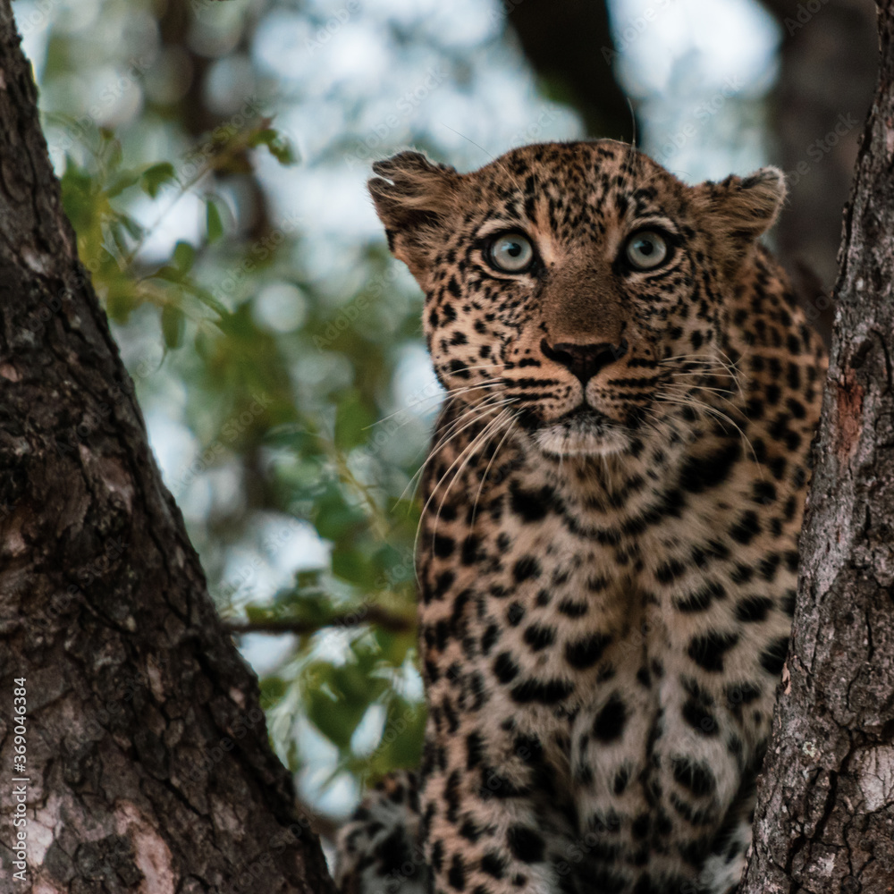 Naklejka premium Alert Leopard in a tree in the Timbavati