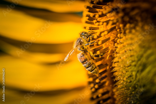 Abeille sur tournesol - Occitanie - France photo