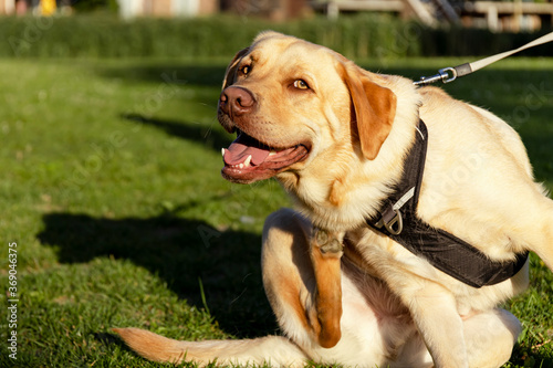 Yellow Dudly Labrador retriever on a leash scratching