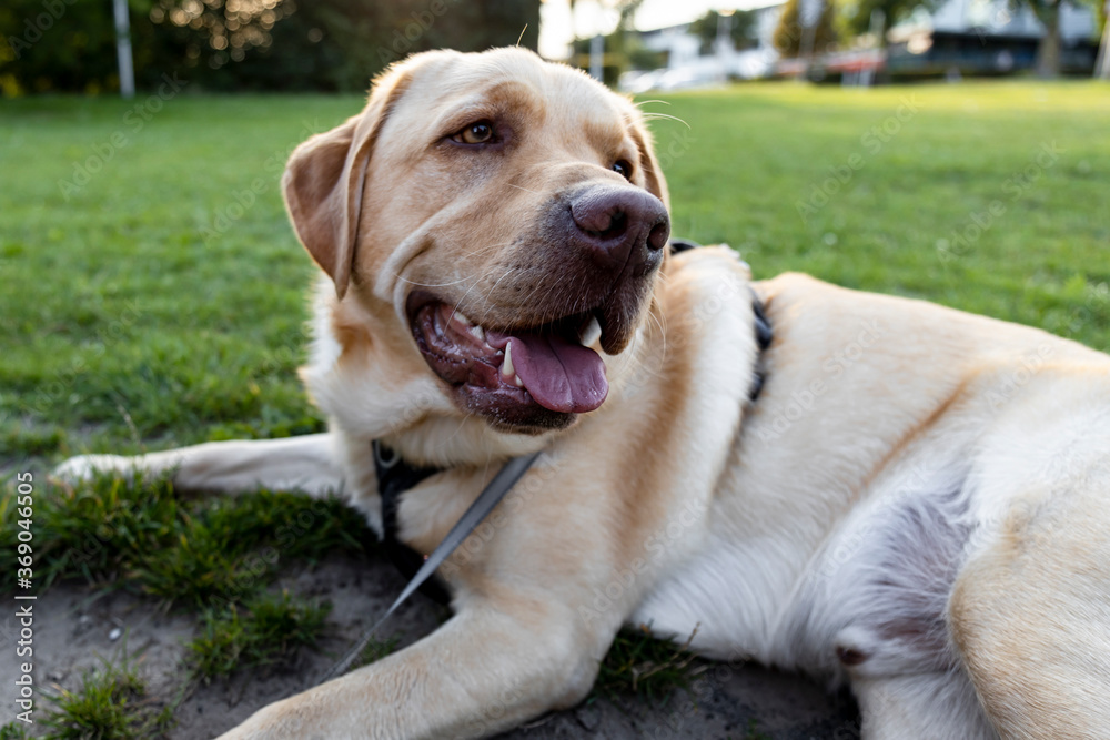 Blonde dudley labrador on a leash laying on grass with its tongue out