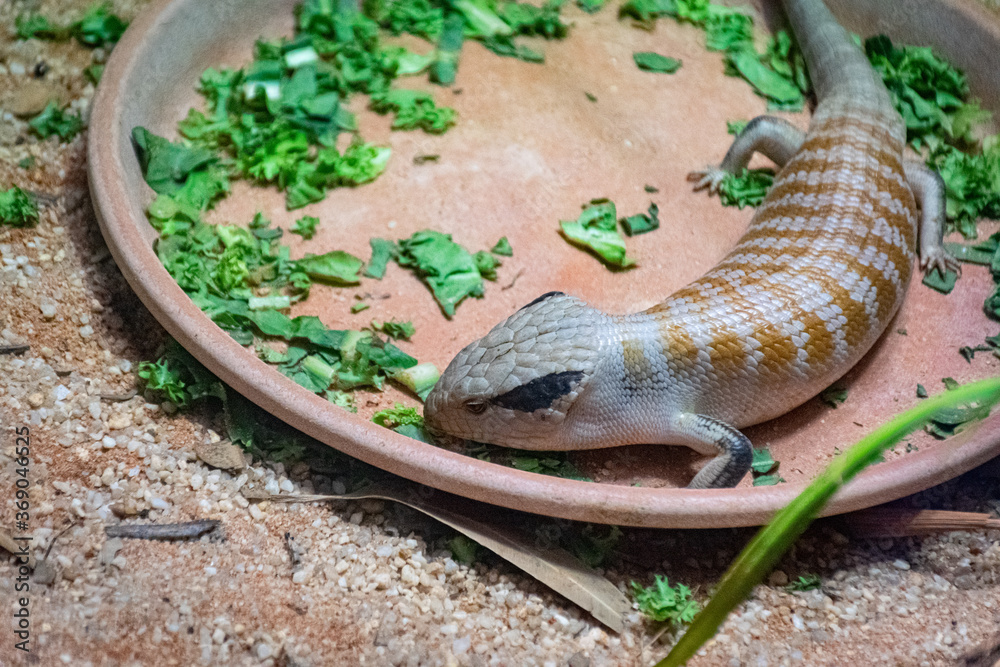 Fototapeta premium lizard on a rock