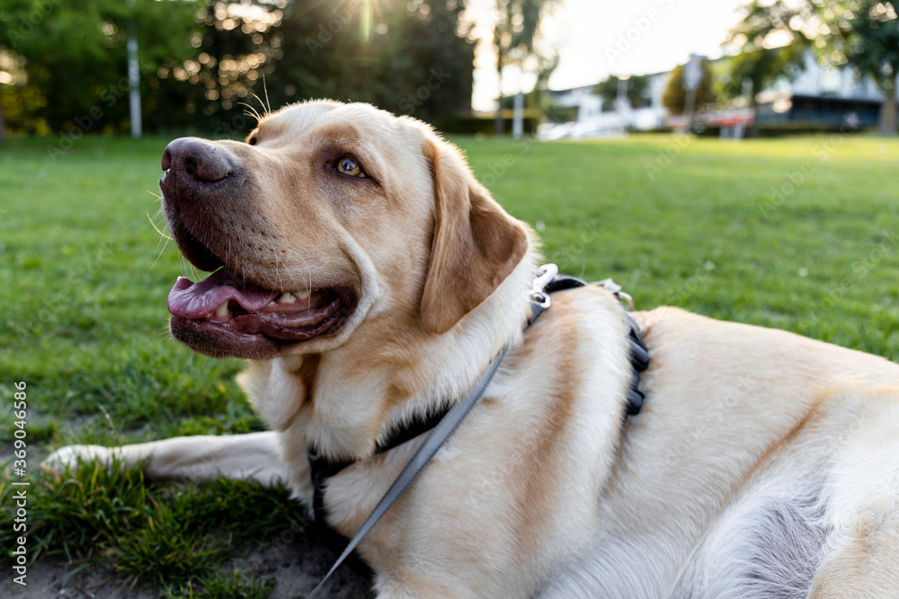 Blonde dudley labrador on a leash laying on grass with its tongue out Blonde dudley labrador on a leash laying on grass with its tongue out
