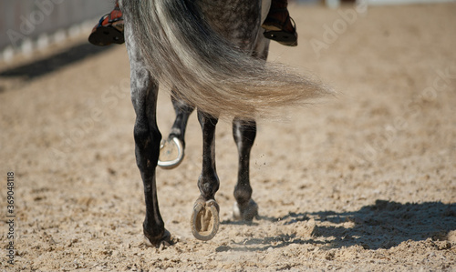 Spanish rider and horse performing on an equestrian event