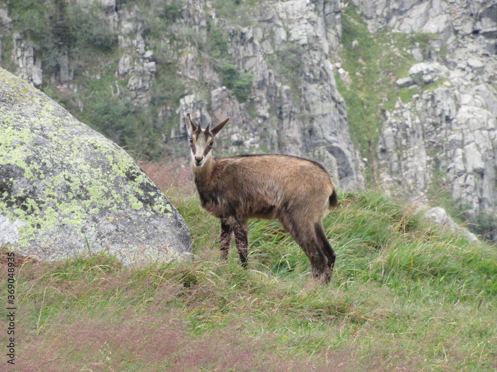 chamois chamois