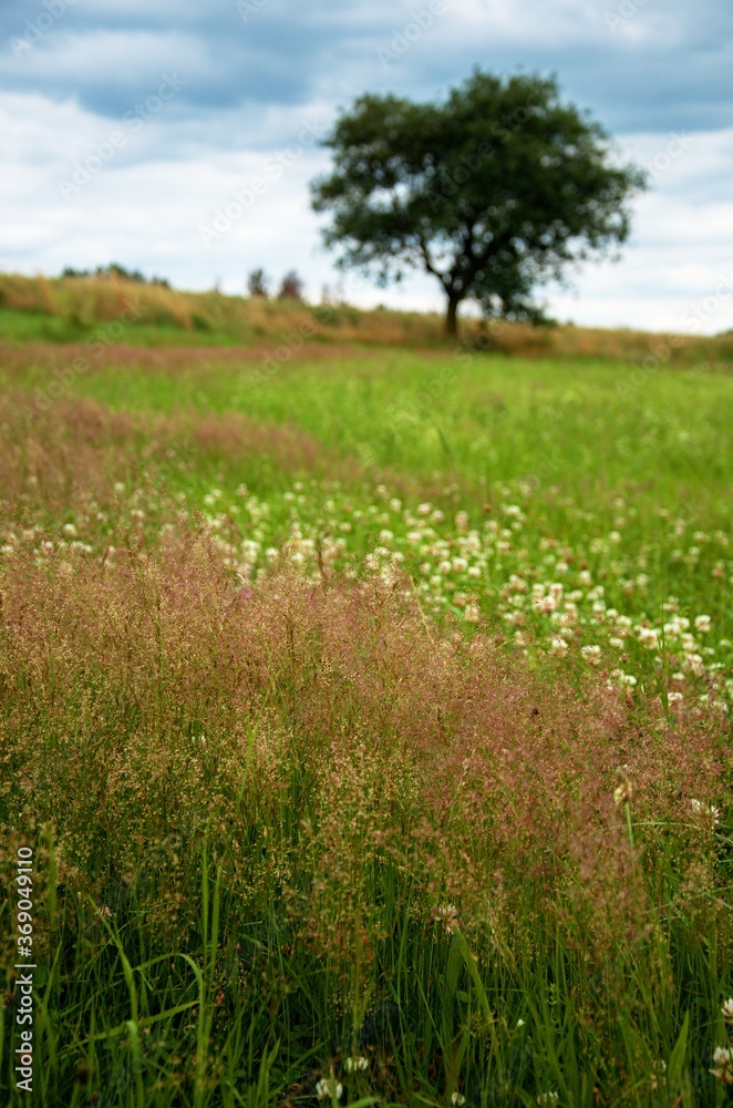 meadow with a tree meadow with a tree