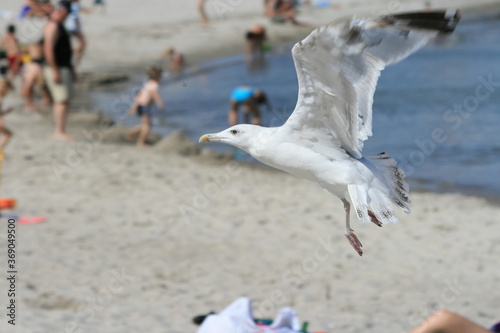 Möwe Abflug