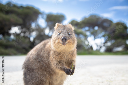 Fototapeta Naklejka Na Ścianę i Meble -  The happiest animal Quokka is smiling and welcoming you to come to Rottnest Island in Perth Western Australia  