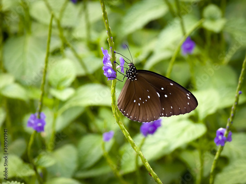 Butterfly on flowers in Hong Kong wetland park. photo