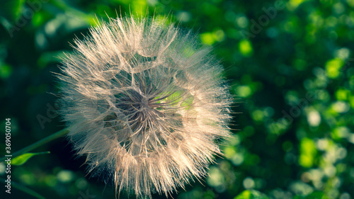 Amazing taraxacum officinale on colorful green background.