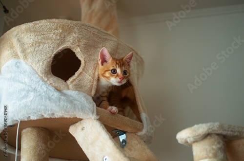 kitten on the scratching post