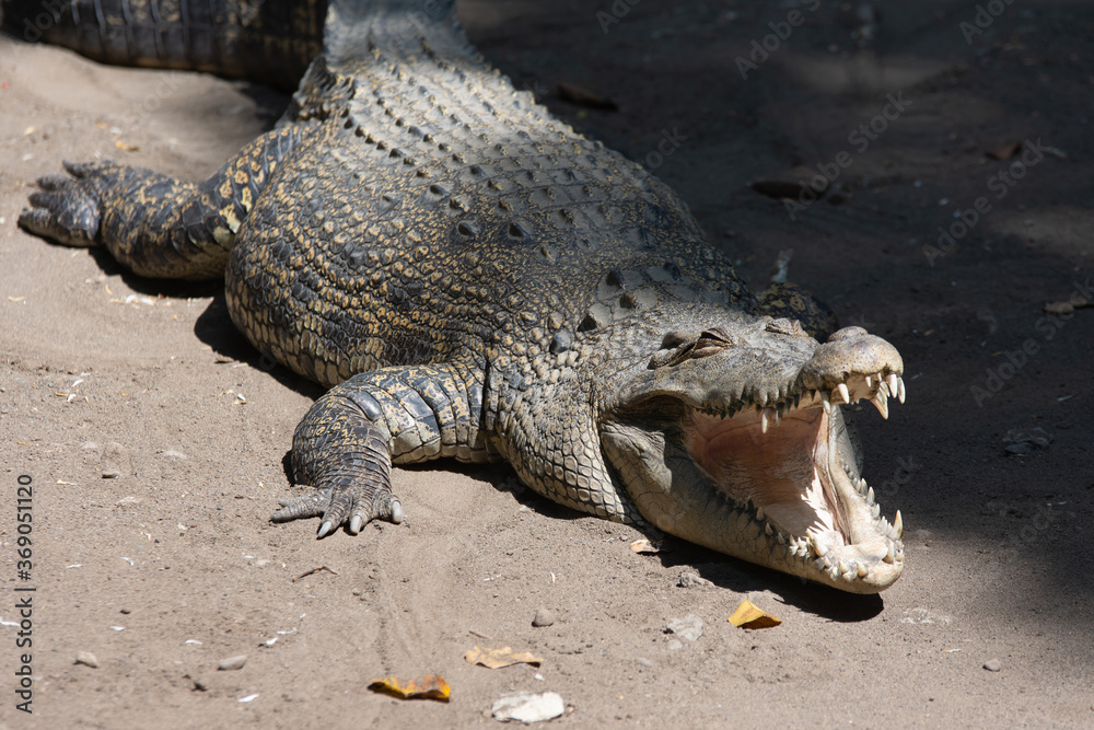 Fototapeta premium Crocodile basks in the sun with open mouth.
