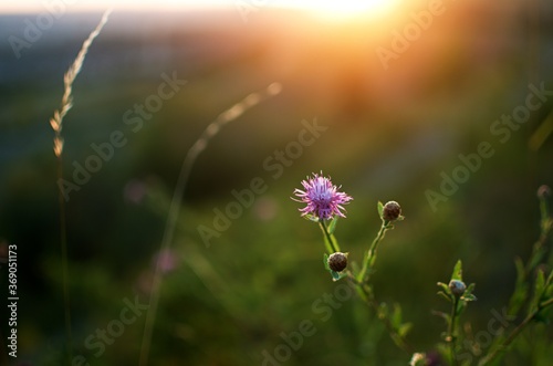 thistle in the sunset