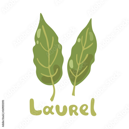 Bay leaves. Laurel color vector illustration. Laurel leaves isolated on white background. Laurus Nobilis, Sweet Bay. Culinary herbs. For web, menu, logo, textile, cooking book, web design