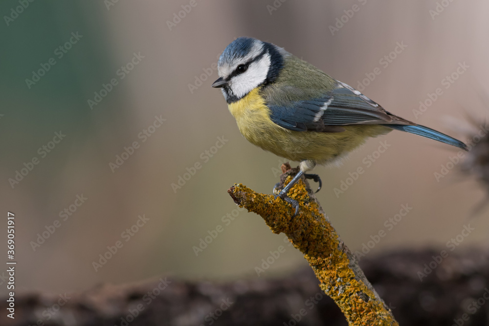 Obraz premium PAJARO AZUL HERRERILLO CYANISTES POSANDO CON FONDO DEGRADADO