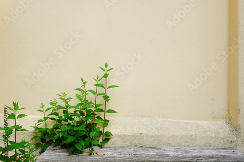 Pflanze ohne Blüte an der Mauer