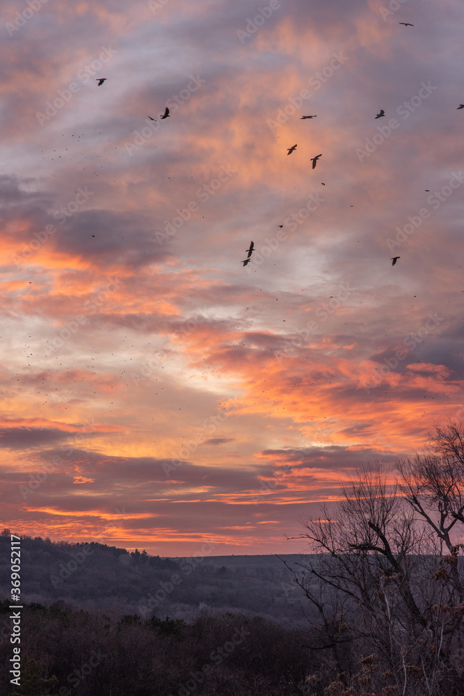Beautiful sunrise in a forest with a cloudy sky.Pink and Orange colored clouds. beautiful nature. Multicolored sky Beautiful sunrise in a forest with a cloudy sky.Pink and Orange colored clouds. beautiful nature. Multicolored sky